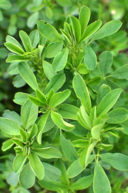 Bahar tarlasında genç yoncalar büyür.