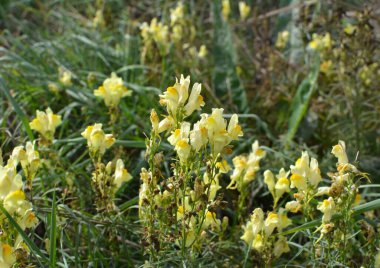 Linaria yabani otların arasında çiçek açar.