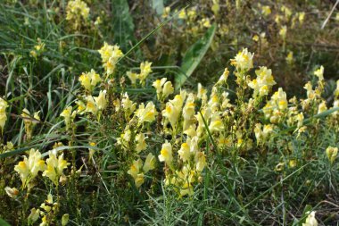 Linaria yabani otların arasında çiçek açar.