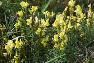 Linaria yabani otların arasında çiçek açar.
