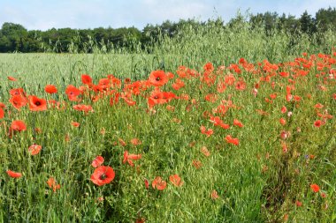 Ekinlerin arasında bir tarlada ot gibi yetişen yabani gelincik.