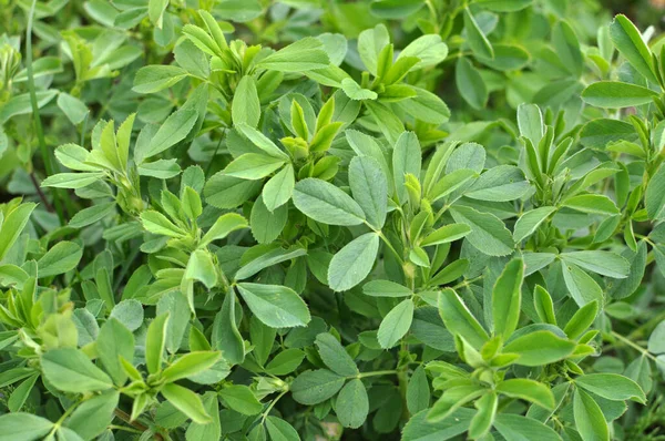 Granja Primavera Campo Joven Alfalfa Crece —  Fotos de Stock