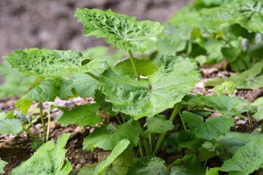 Tussilago farfara yazın vahşi doğada yetişir.