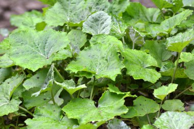 Tussilago farfara yazın vahşi doğada yetişir.