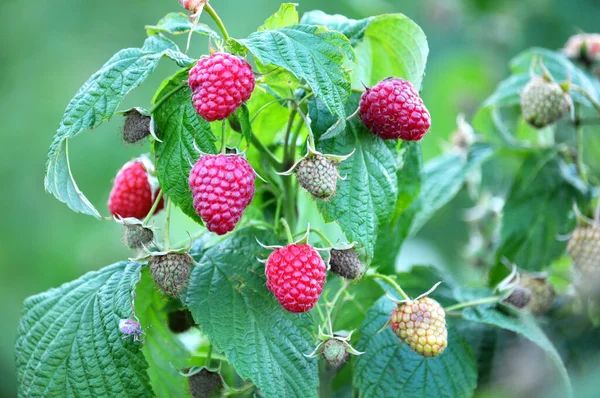 Vruchten Van Frambozen Groene Bladeren Een Bush Tak — Stockfoto