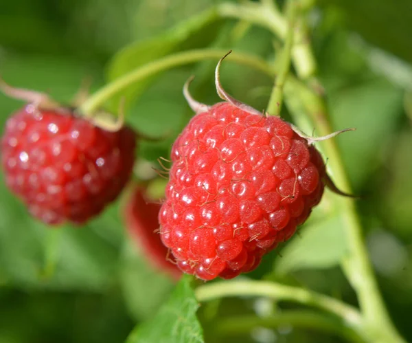 Vruchten Van Frambozen Groene Bladeren Een Bush Tak — Stockfoto