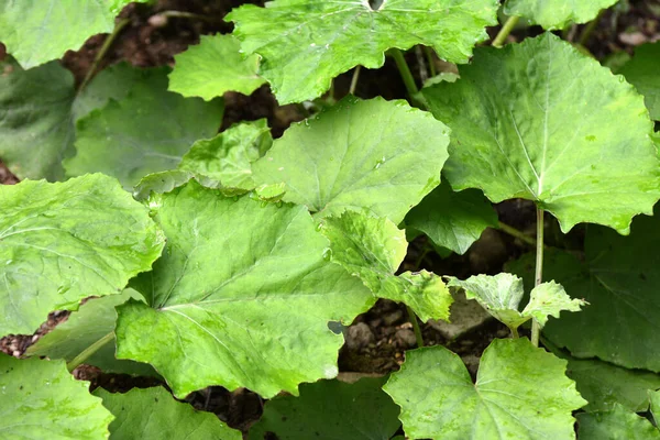 Tussilago Farfara Μεγαλώνει Στην Άγρια Φύση Καλοκαίρι — Φωτογραφία Αρχείου