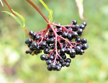 Yaban mersinlerinde olgun siyah çimenli yaşlı (Sambucus ebulus))