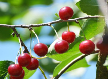 Ağaç dalındaki meyve bahçesinde olgunlaşmış kiraz meyvesi
