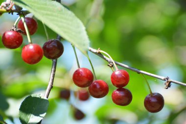 Ağaç dalındaki meyve bahçesinde olgunlaşmış kiraz meyvesi