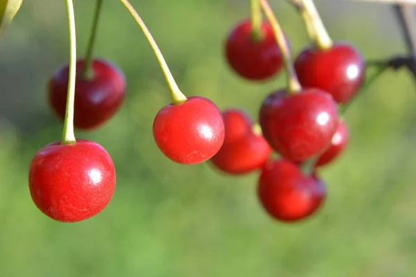 Gyümölcsösben Egy Faágon Érett Cseresznye Gyümölcs — Stock Fotó