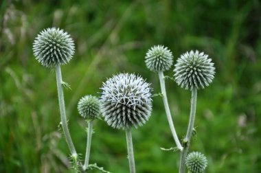 Vahşi doğada, bal bitkisi echinops sphaerocephalus çiçek açar.