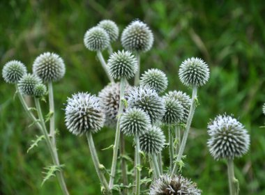 Vahşi doğada, bal bitkisi echinops sphaerocephalus çiçek açar.