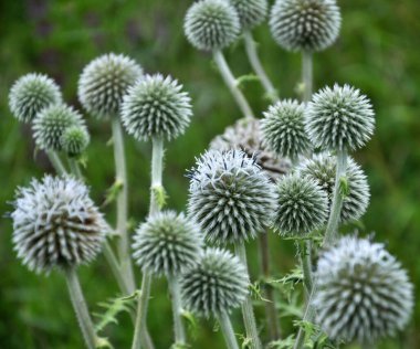 Vahşi doğada, bal bitkisi echinops sphaerocephalus çiçek açar.