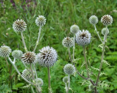 Vahşi doğada, bal bitkisi echinops sphaerocephalus çiçek açar.