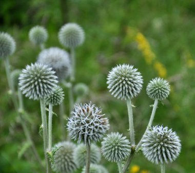 Vahşi doğada, bal bitkisi echinops sphaerocephalus çiçek açar.