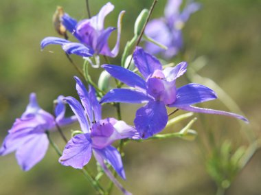 Consolida regalis tarlada ekinlerin arasında çiçek açıyor.