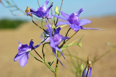 Consolida regalis tarlada ekinlerin arasında çiçek açıyor.