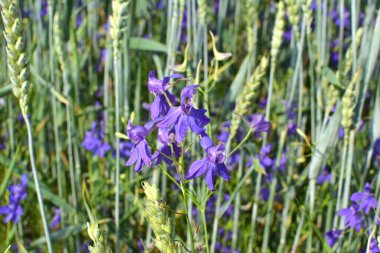 Consolida regalis tarlada ekinlerin arasında çiçek açıyor.
