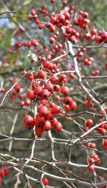 Branch Mature Red Fruits Hawthorn — Stock Photo, Image