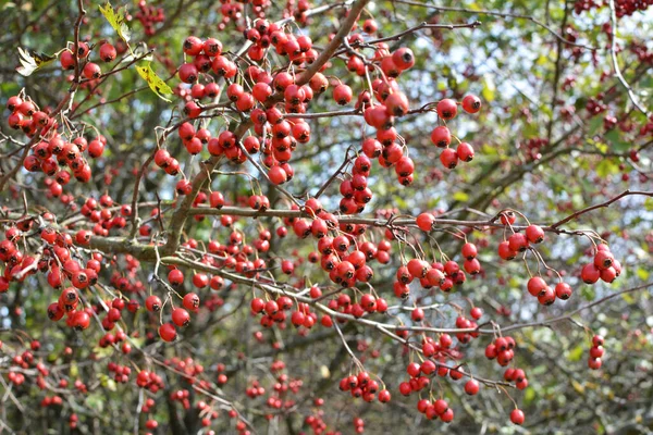 Branch Mature Red Fruits Hawthorn — Stock Photo, Image