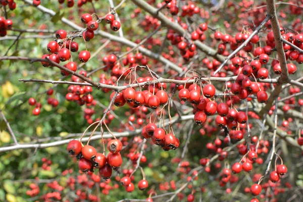 Filial Med Mogna Röda Frukter Hagtorn — Stockfoto