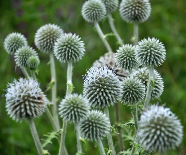 Vahşi Doğada Bal Bitkisi Echinops Sphaerocephalus Çiçek Açar — Stok fotoğraf