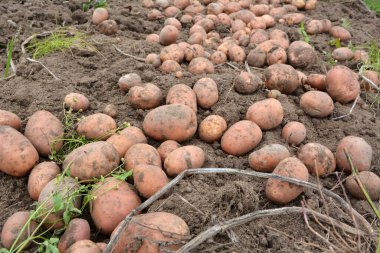 Çiftlik tarlasında kazılan patates mahsulü bir sırada yatıyor..