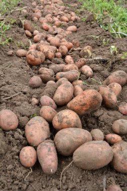 Çiftlik tarlasında kazılan patates mahsulü bir sırada yatıyor..