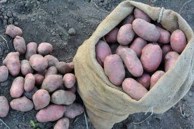 Patatesler tarlada bir çantada toplanır.