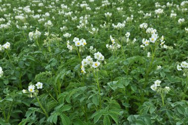 Çiftçi tarlasında, patates çiçekleri boldur.