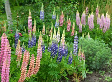 Baharda bahçede luplar açar.