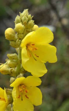 Yazın, vahşi doğada Mullein (Verbascum) çiçek açar