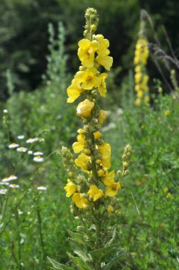 Yazın, vahşi doğada Mullein (Verbascum) çiçek açar