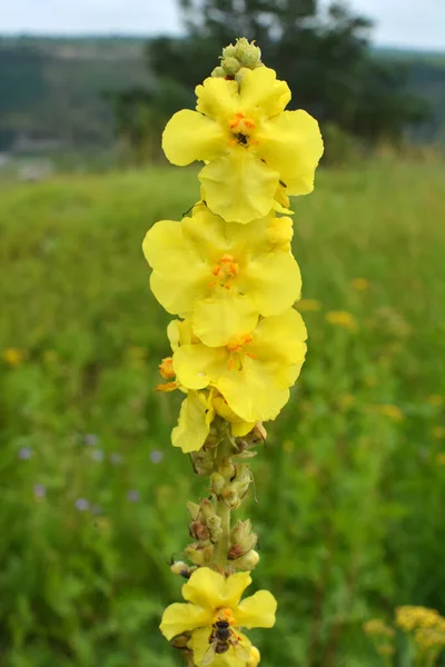 Влітку Дикій Природі Цвіте Мулен Verbascum — стокове фото