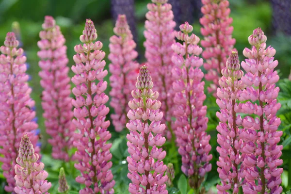 Printemps Dans Jardin Fleurit Lupin — Photo