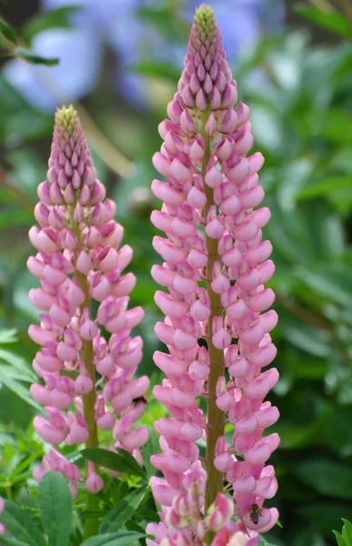 Våren Trädgården Blommar Lupin — Stockfoto