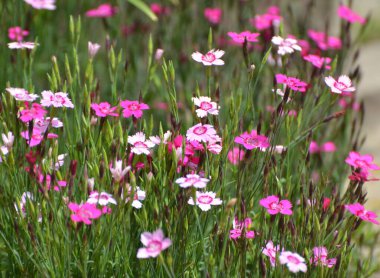 Karanfil bahçesi açık arazide büyür ve çiçek açar.