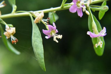 Vahşi doğada bir dal dalı açar Lycium barbarlığı