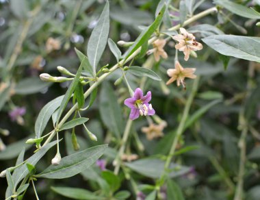 Vahşi doğada bir dal dalı açar Lycium barbarlığı