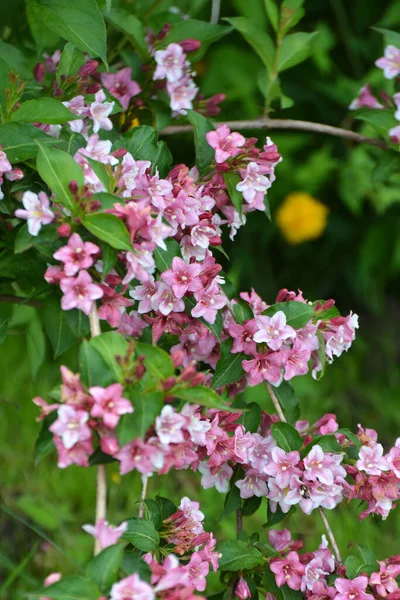 Weigela Con Fiori Bianchi Rosa Fiorisce Giardino — Foto Stock