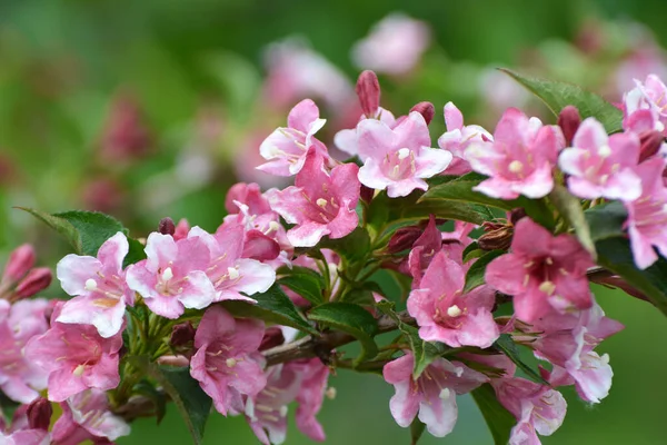 Weigela Con Fiori Bianchi Rosa Fiorisce Giardino — Foto Stock