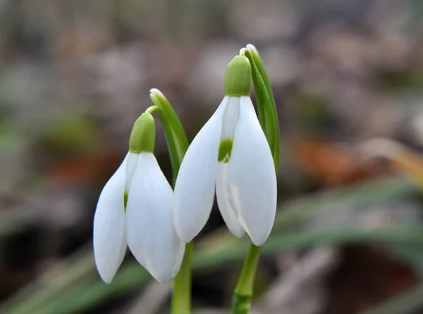 Lesie Dziczy Wiosennych Opadach Śniegu Galanthus Nivalis Kwitną — Zdjęcie stockowe
