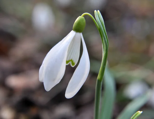 Лесу Дикой Природе Весной Цветут Подснежники Galanthus Nivalis — стоковое фото