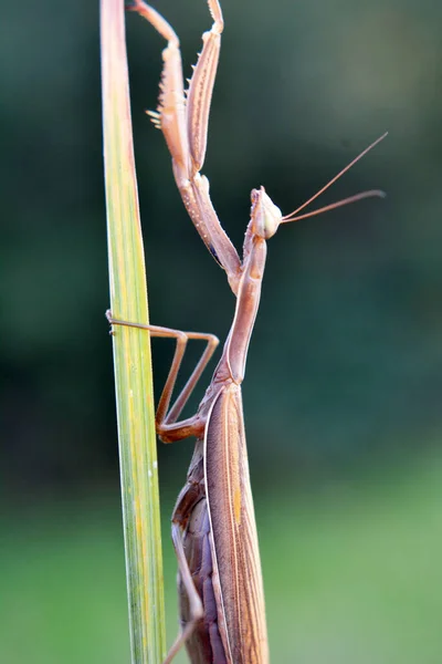 Natureza Perto Inseto Predador Mantis Religiosa — Fotografia de Stock