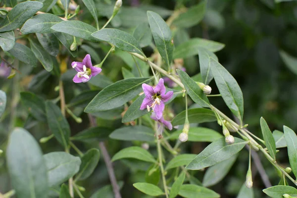 Wild Bloom Twig Lycium Barbarum — Stock Photo, Image