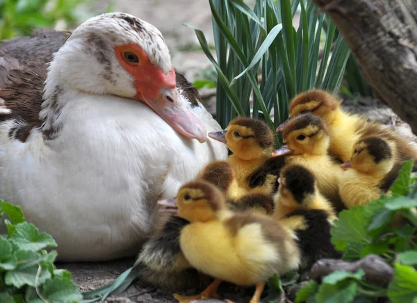 Egy Nőstény Pézsmakacsa Cairina Moschata Két Napos Ivadékával — Stock Fotó