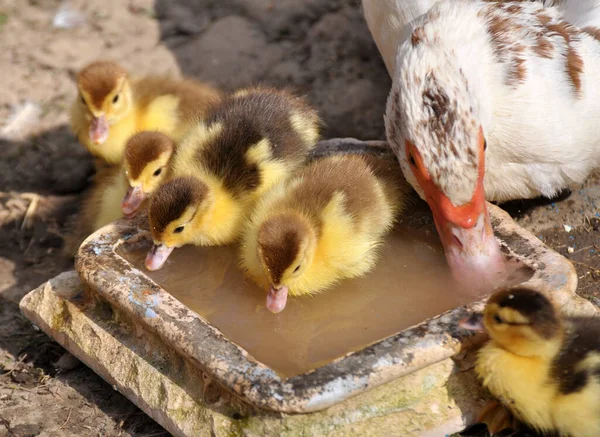 Canard Musqué Cairina Moschata Femelle Avec Couvée Deux Jours — Photo