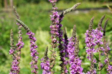 Lythrum salicaria nehir kıyısında vahşi doğada yetişir.