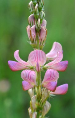 Yabani otların arasındaki çayırlarda azizler çiçek açar (onobrychis)).